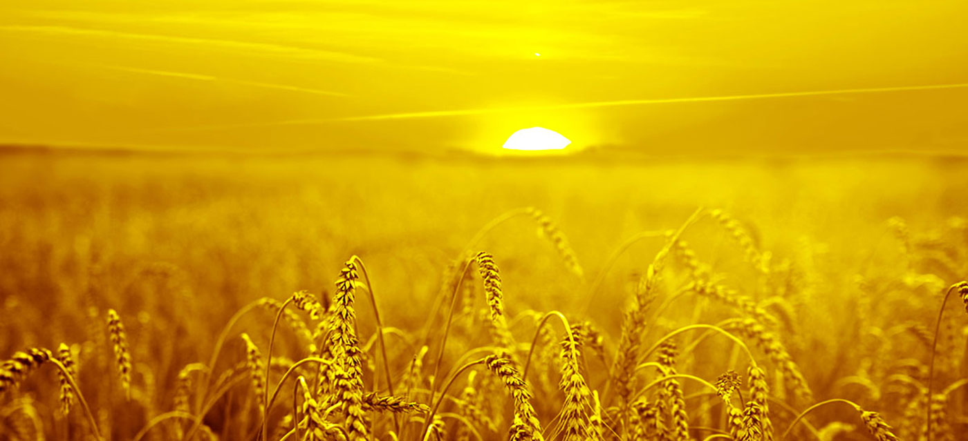 ਸਾਨੂੰ ਕਲਰ ਸਲਿ .ਸ਼ਨ ਦੀ ਪੇਸ਼ਕਸ਼ ਕਰਨਾ ਪਸੰਦ ਹੈ